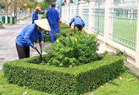 MODUL 4.1: CHĂM SÓC CÂY CẢNH